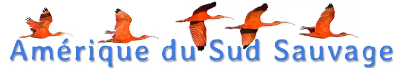 Amérique du Sud Sauvage
